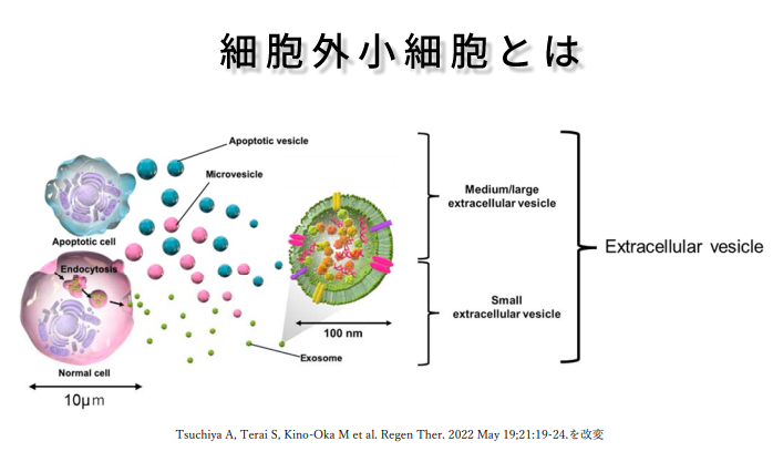 幹細胞培養上清液とは？